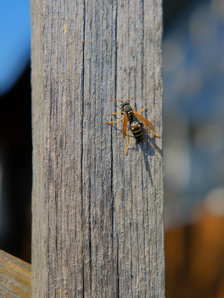 bug