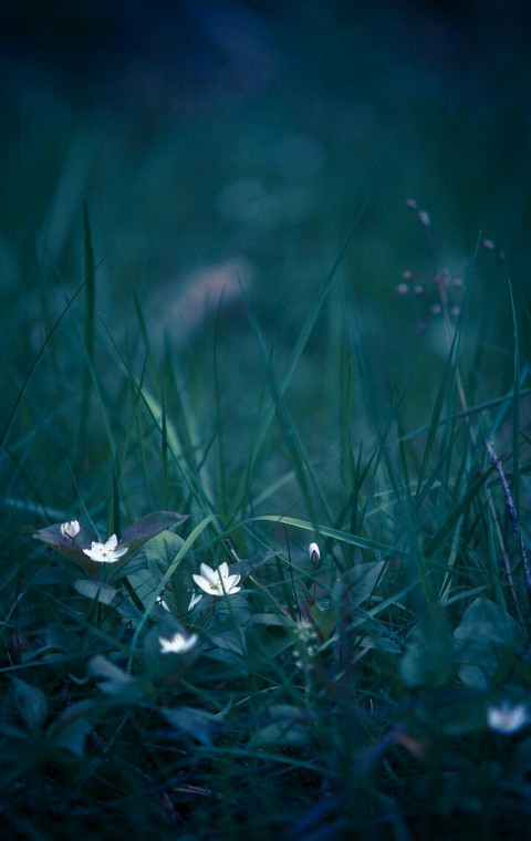grass