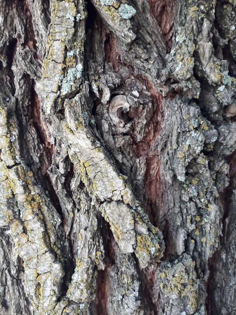 tree, plant duvar kağıtları