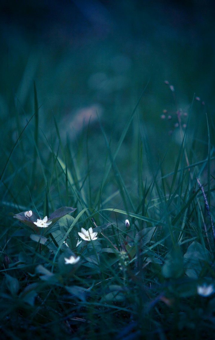 grass