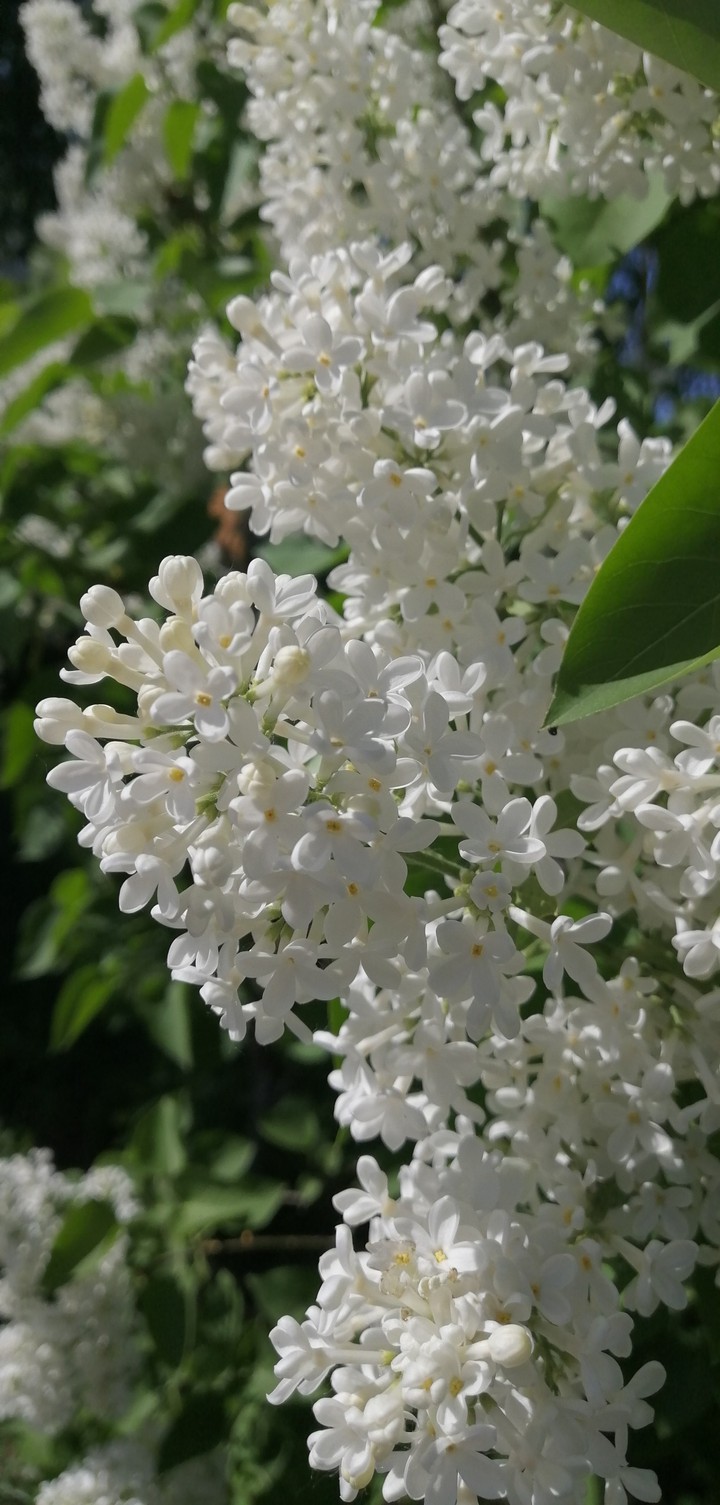 only flowers