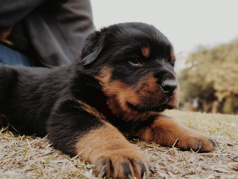 carlos