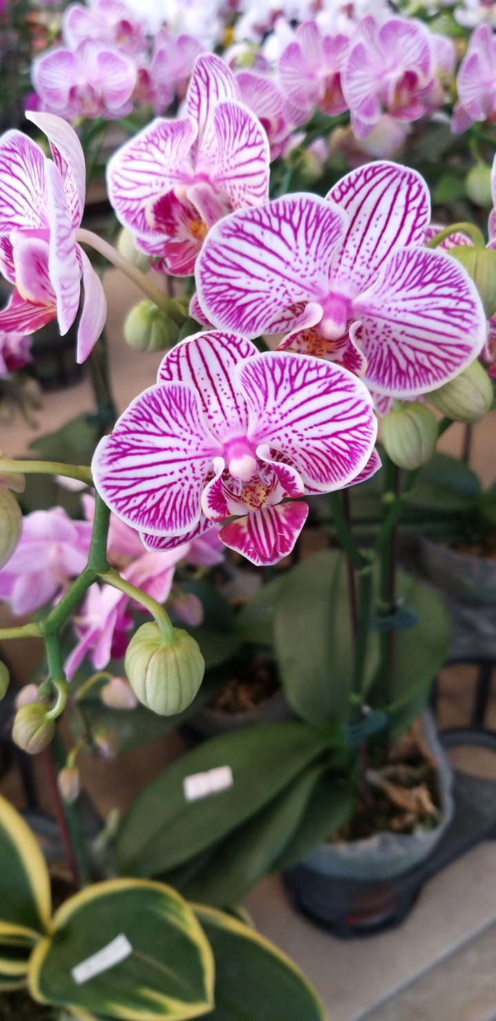 Purple Orchids