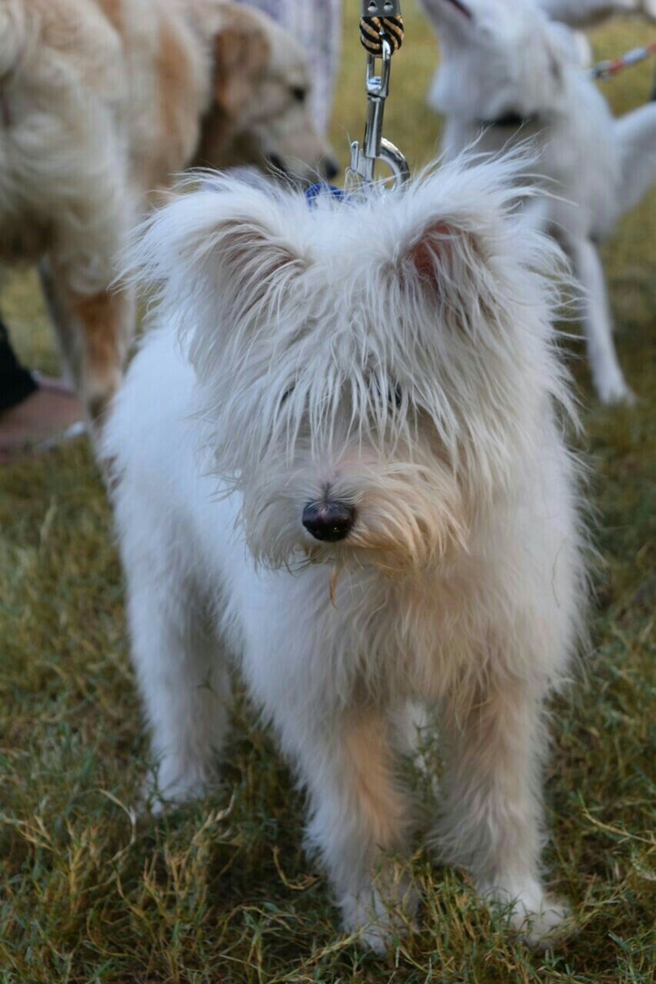 Dog.