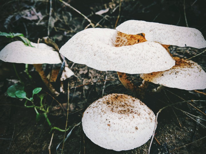mushrooms