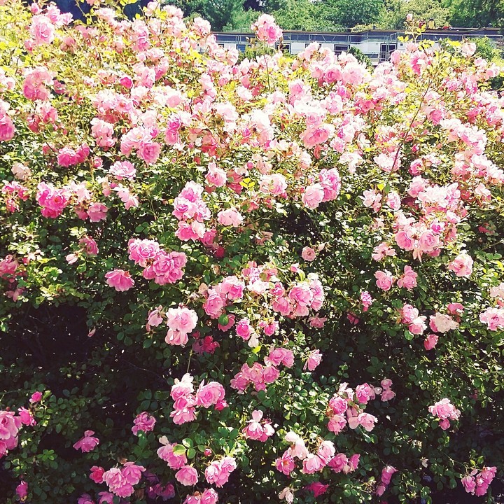 Am Botanischer Garten in Kiel