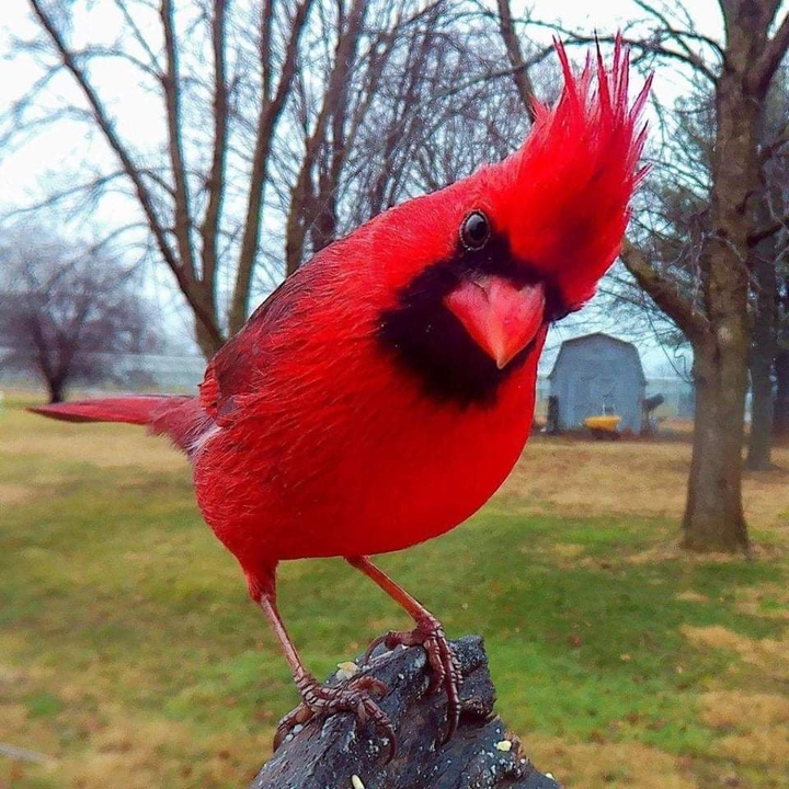 Angry bird