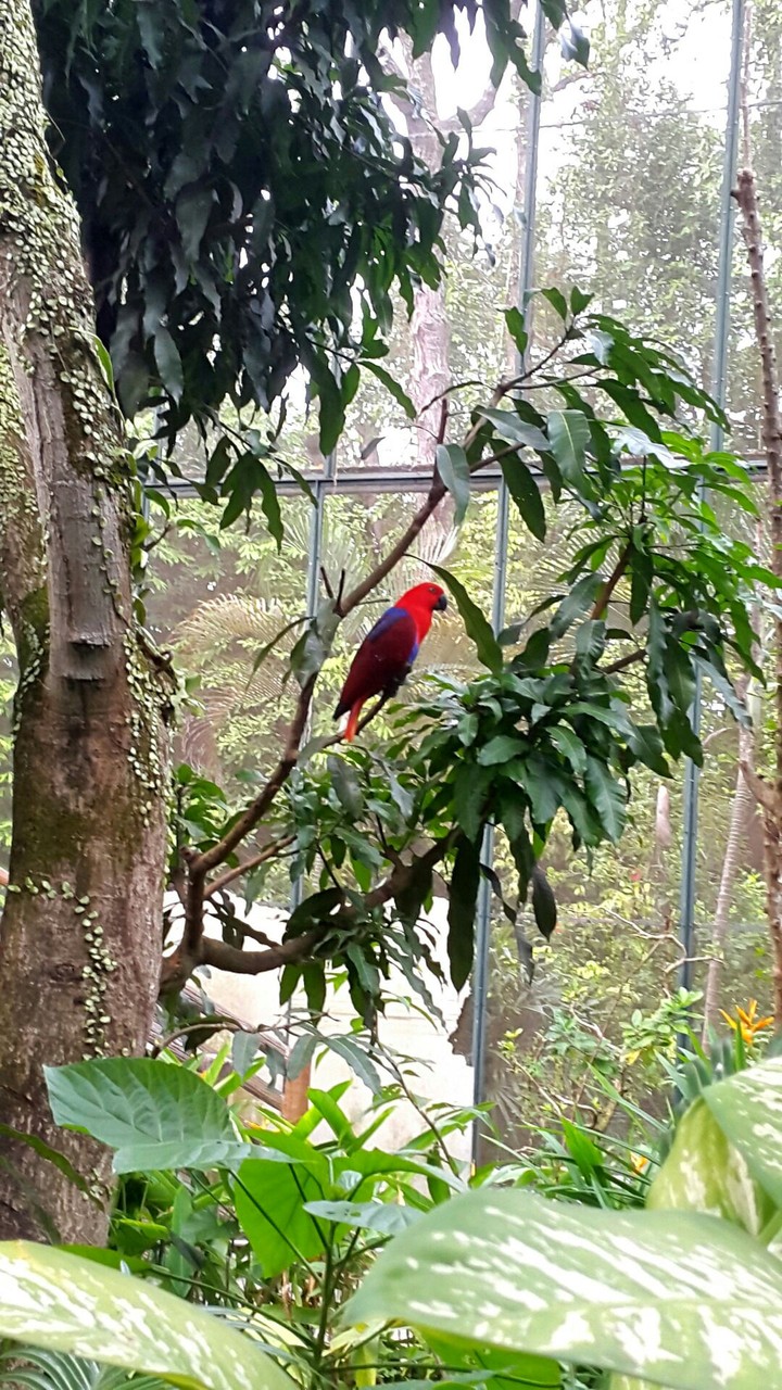 Parakeet