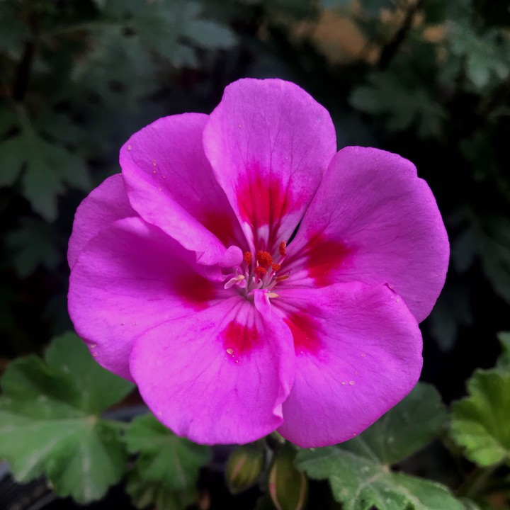 pink flower