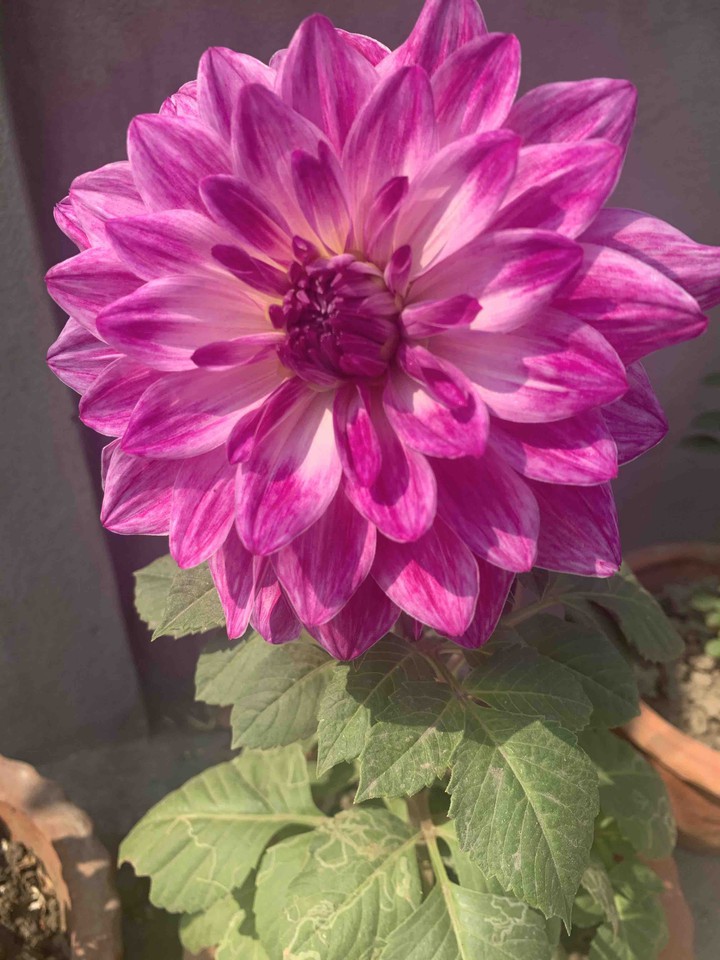 flower