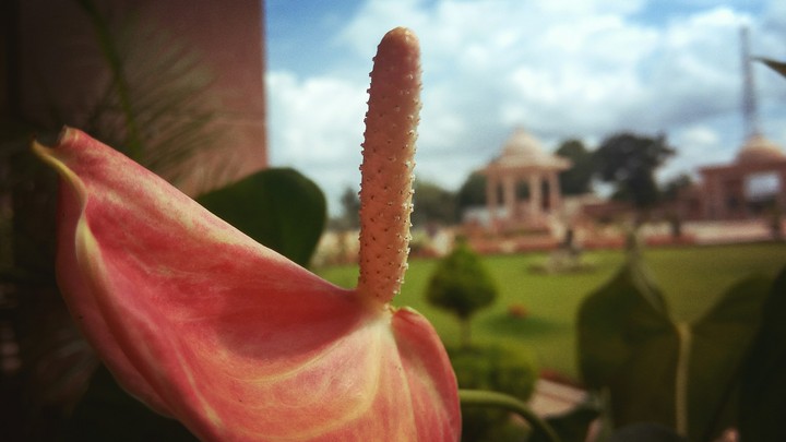Beauty at its peak!!!