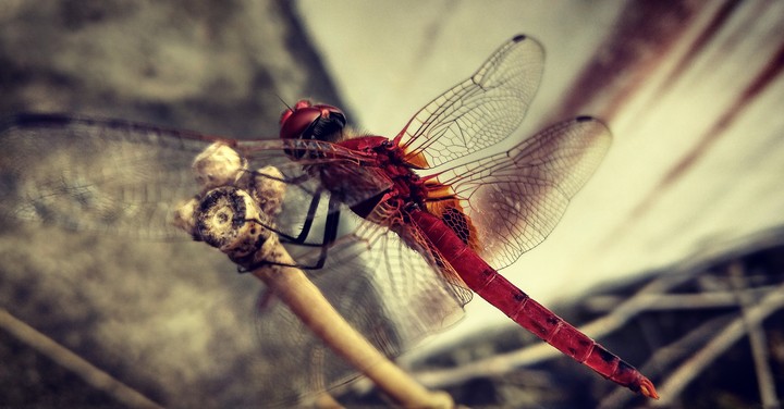 #Dragonfly