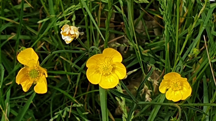 my buttercup