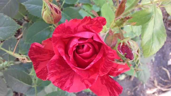 rose