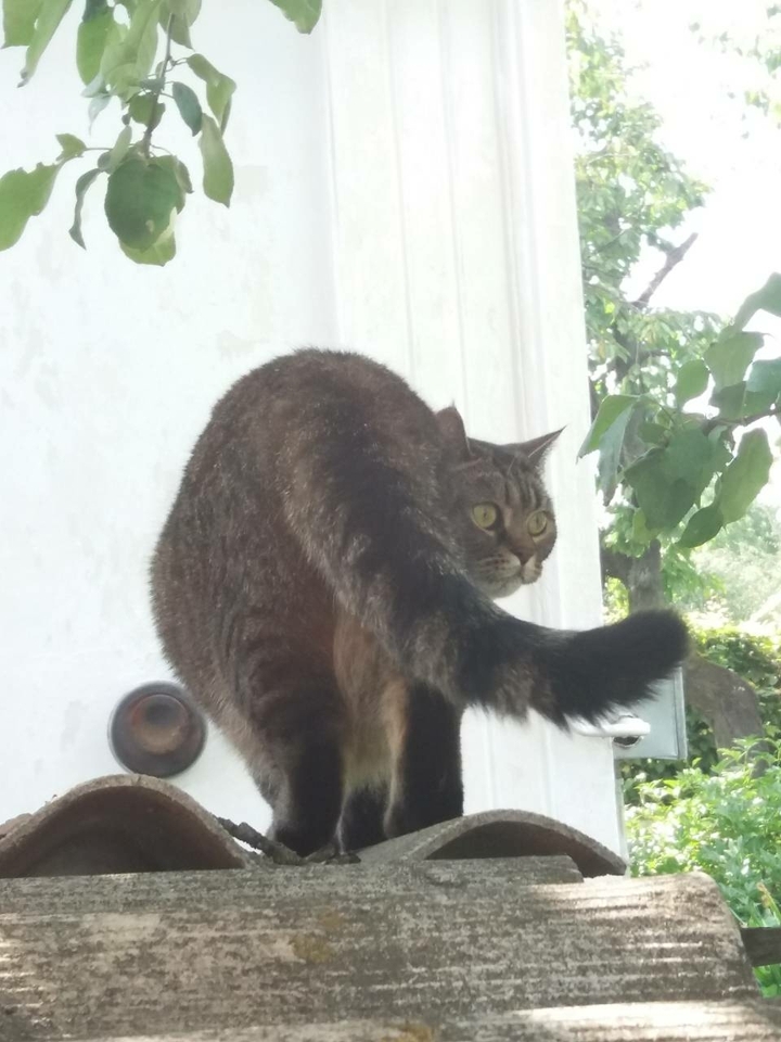 cat
