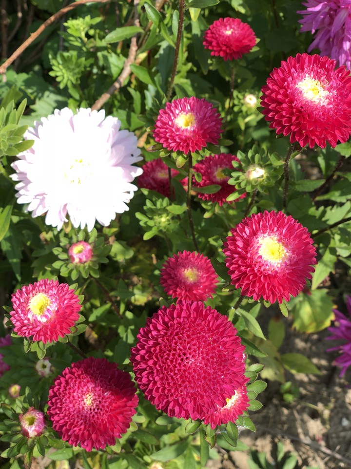 flowers