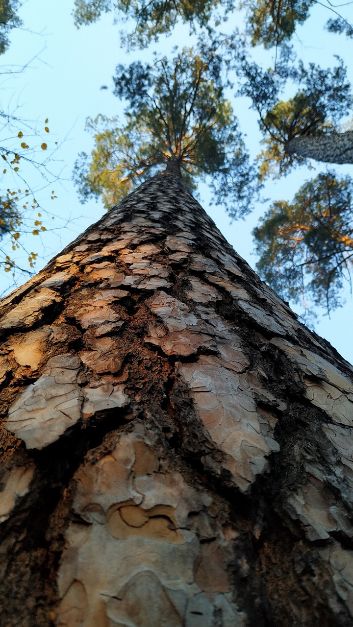 Forest,pine,sky...