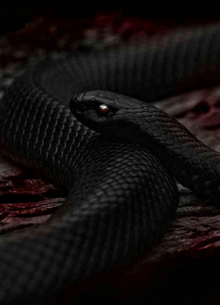 Shinning Eyes in the Night Black Mamba