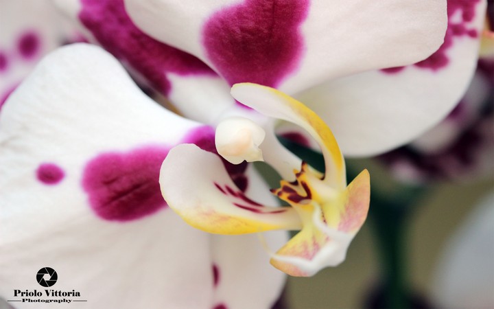 Orchid bird