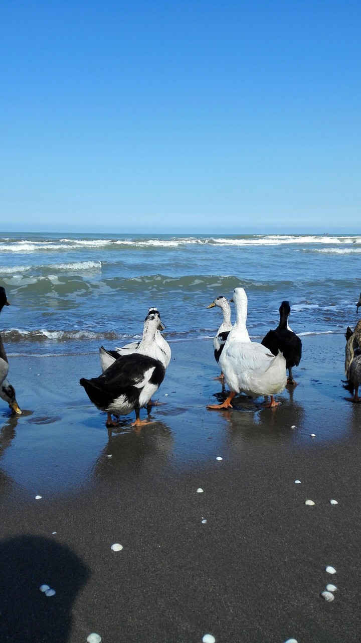 duck in seaside