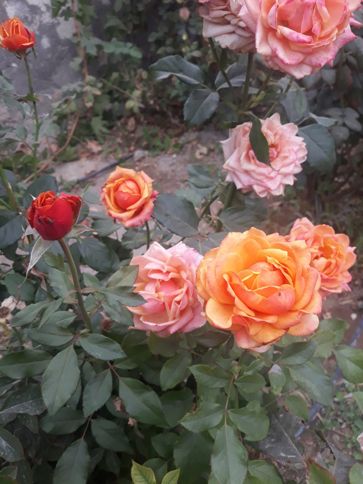 beautiful roses