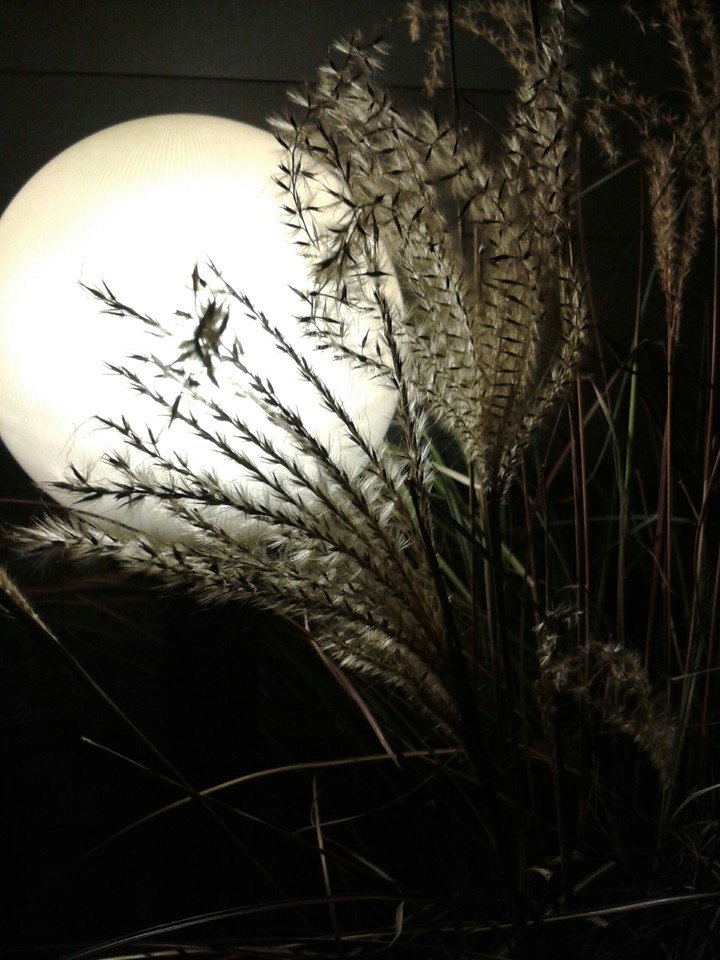 evening