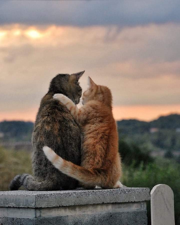 cats