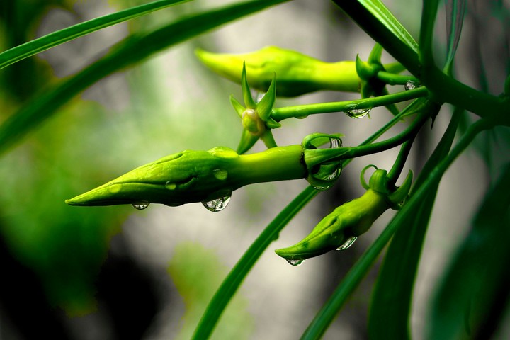 After rain...