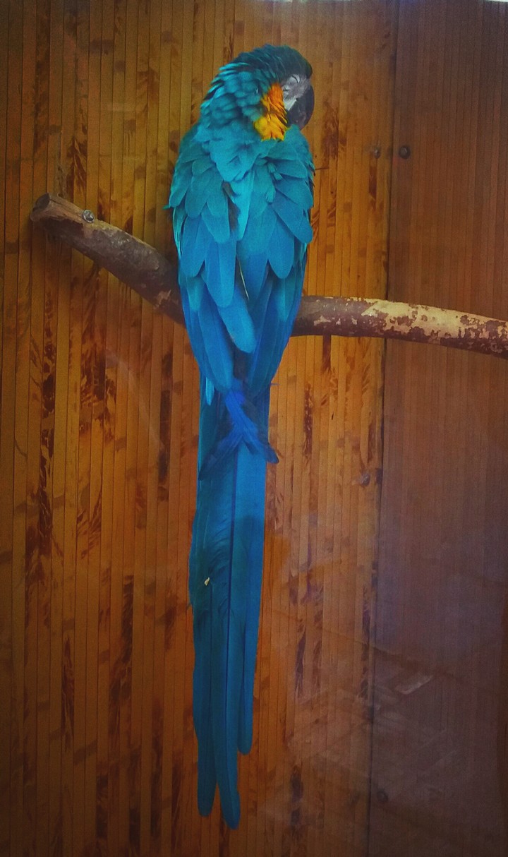 Parrot