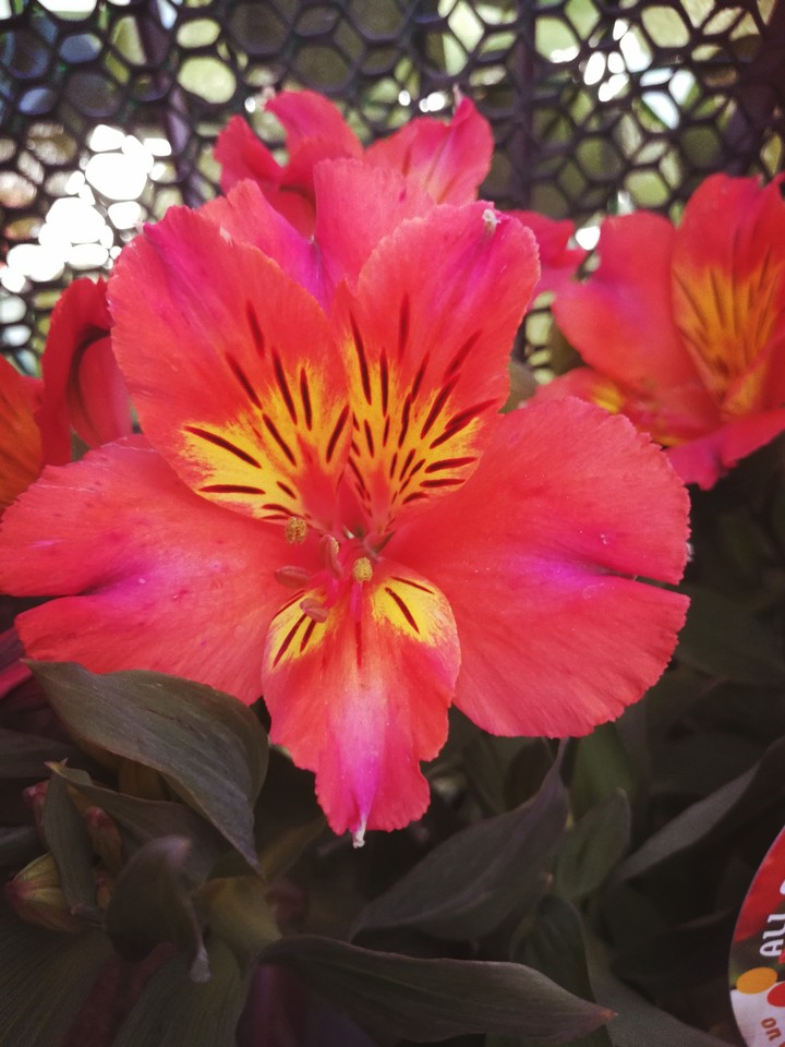 Alstroemeria ( Lily of Perù)