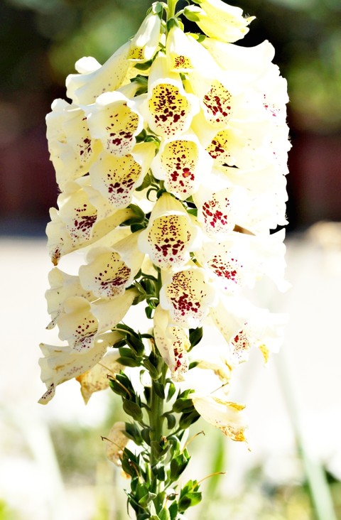 petal, foxgloves háttérképek