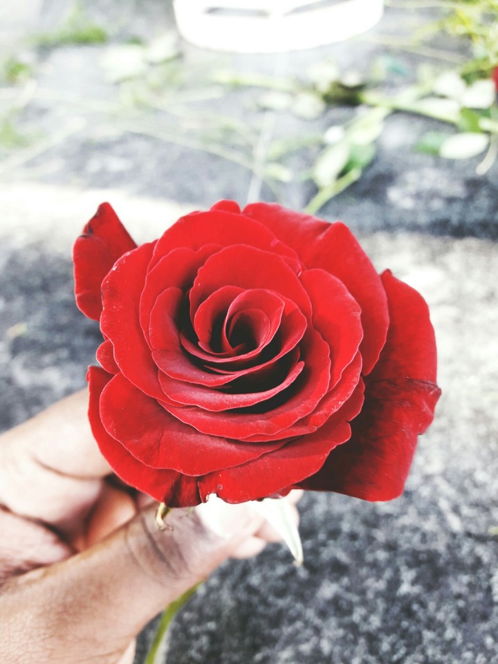 #Ŕed Rose