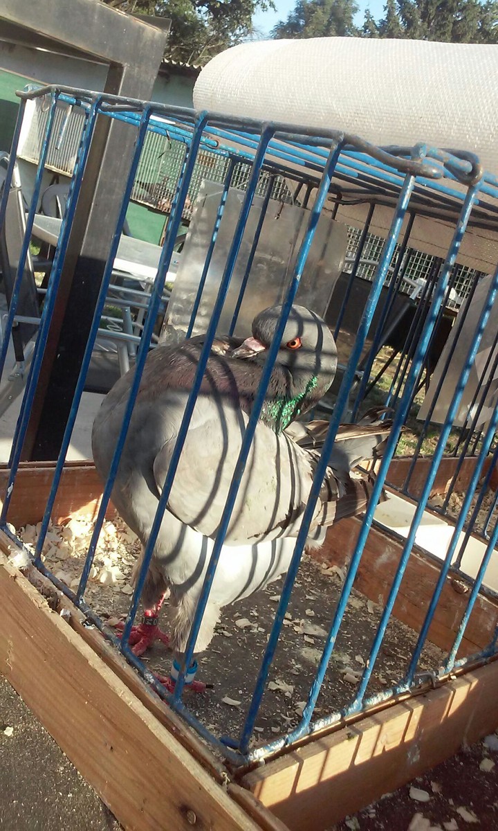 Bird