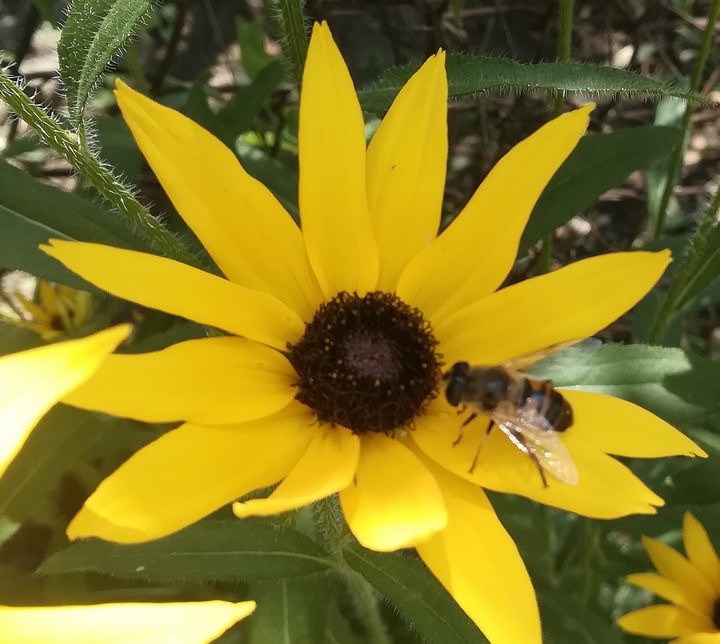 bee
