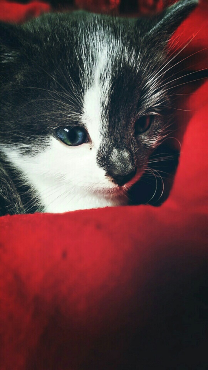 Adorable Kitten