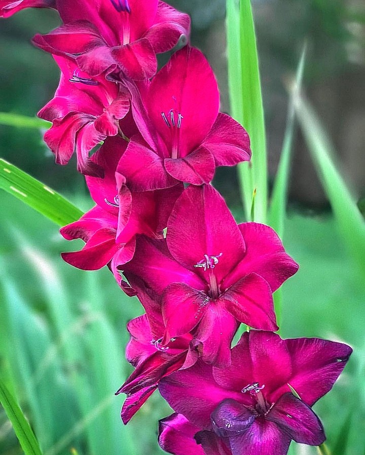 gladiolus