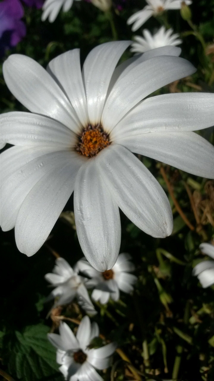 flover