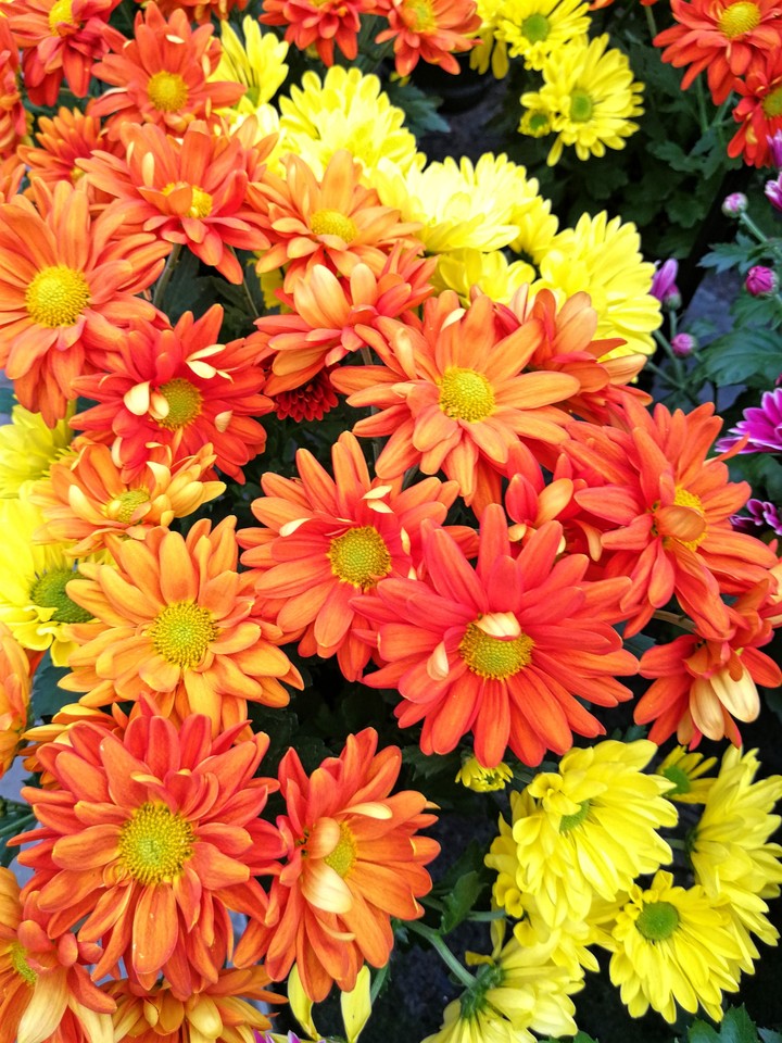 Blumen