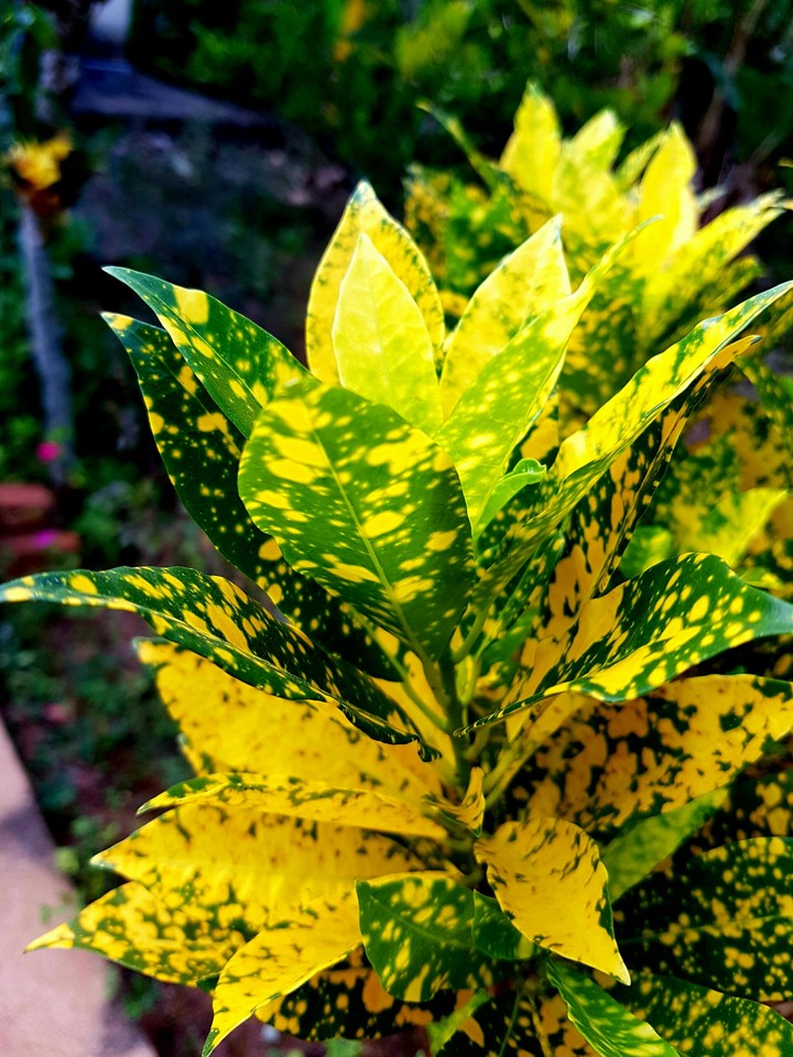 Flower