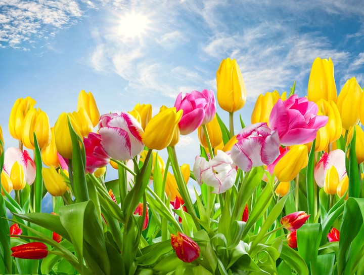 TULIPANI