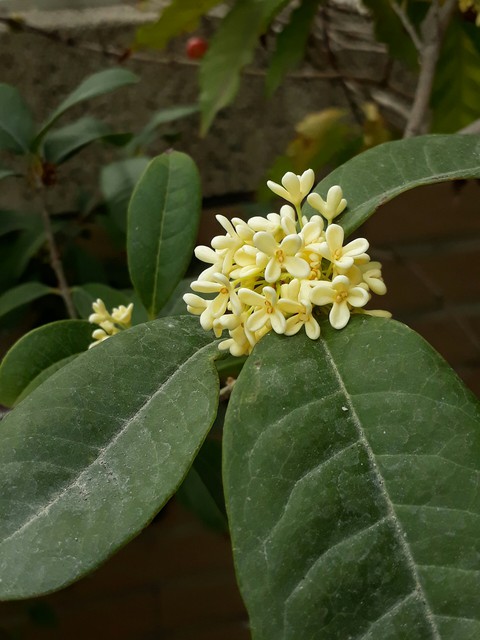 Osmanthus 桂花