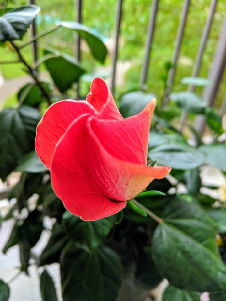 Late Bloomer