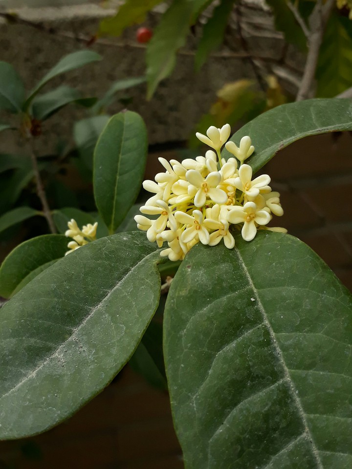 Osmanthus 桂花