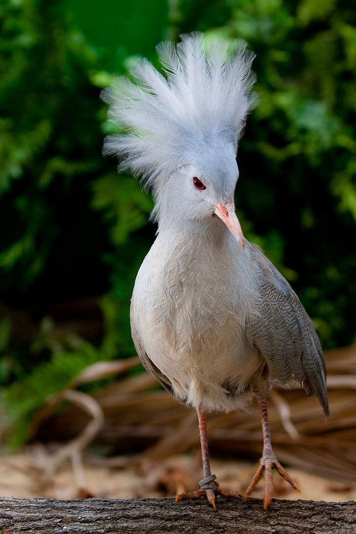 My beautiful and favorite bird