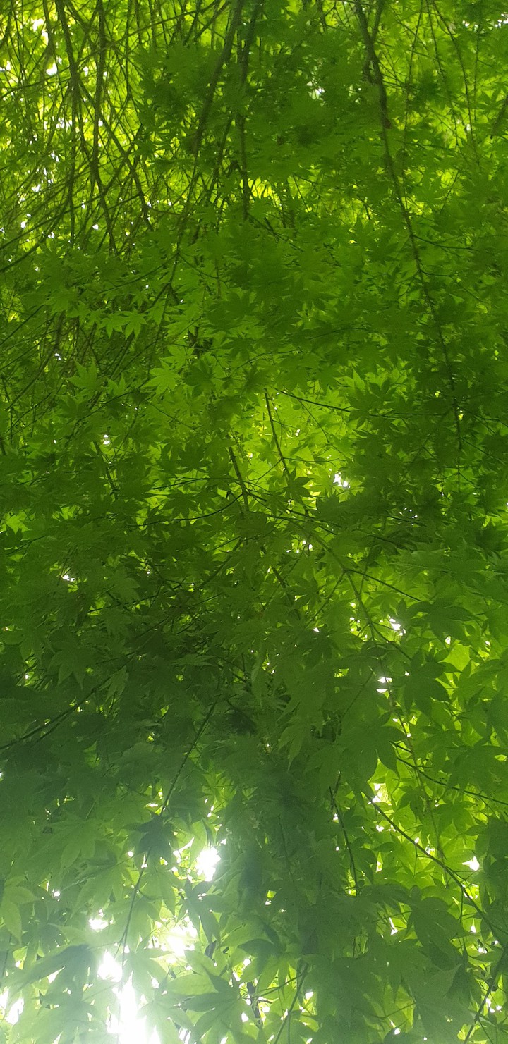 LS