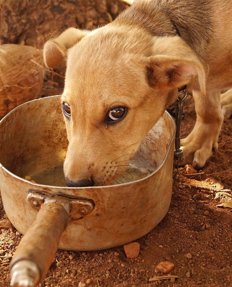 #save #ANIMAL'S ?????