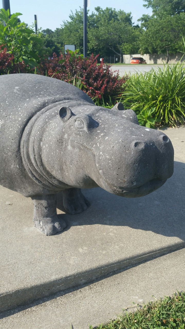 hippo