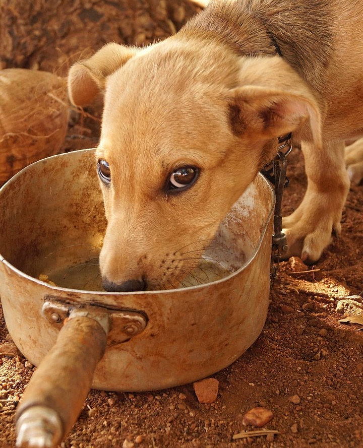 #save #ANIMAL'S ?????