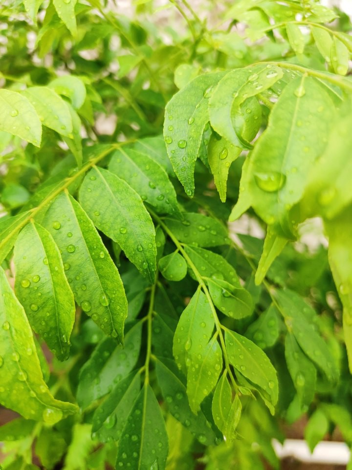 Greenery