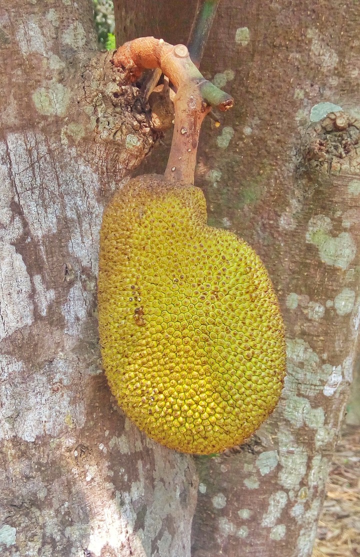 Jackfruit